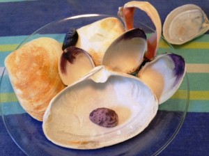 clam arrangement