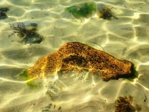 rock under water