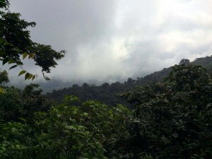 The Cloud Forest