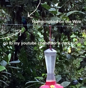 hummingbird on wire