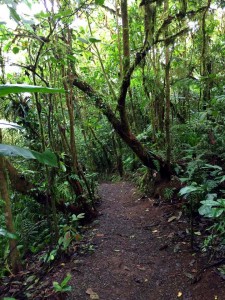 A trail into the little rain forest
